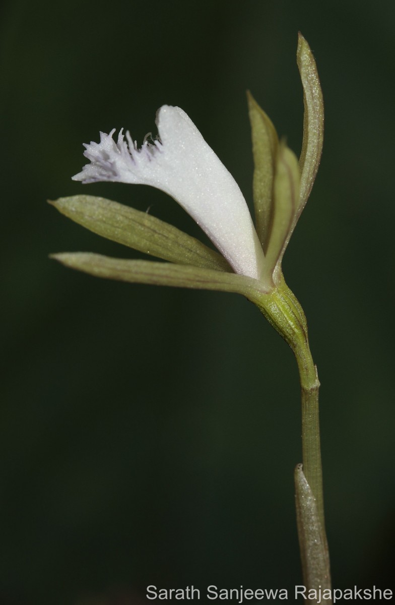 Nervilia simplex (Thouars) Schltr.